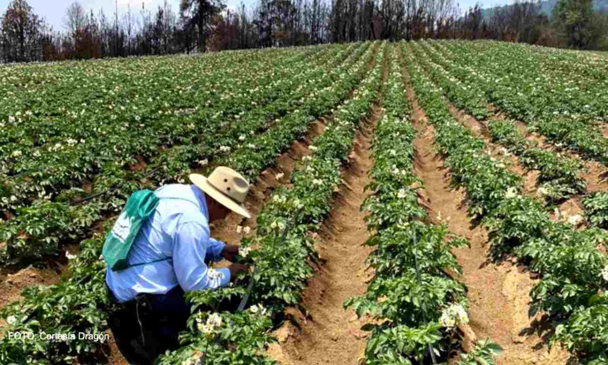 Dragón: 90 años impulsando el campo mexicano