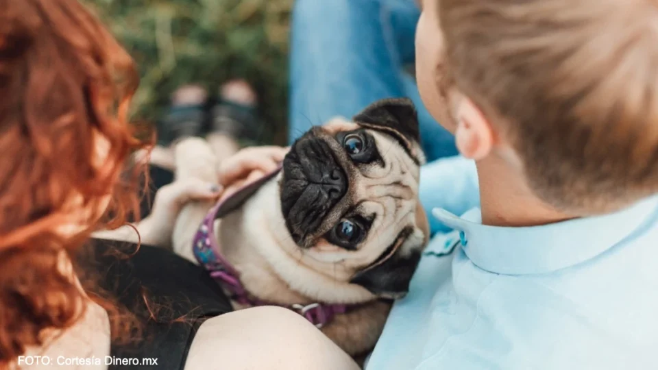 ¿Cuánto cuesta tener una mascota en México?