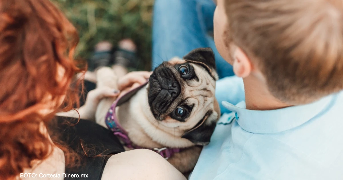 ¿Cuánto cuesta tener una mascota en México?