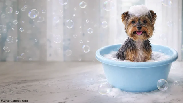 Guía práctica: 10 consejos para bañar a tu perro consentido
