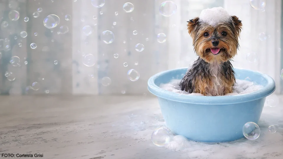 Guía práctica: 10 consejos para bañar a tu perro consentido