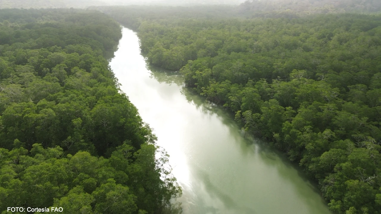 Día de la Tierra: Panamá fortalece la gobernanza forestal