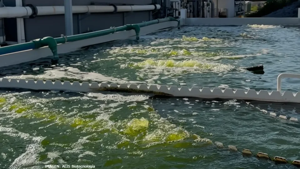 ALIS Biotecnología trata las aguas residuales industriales con microalgas