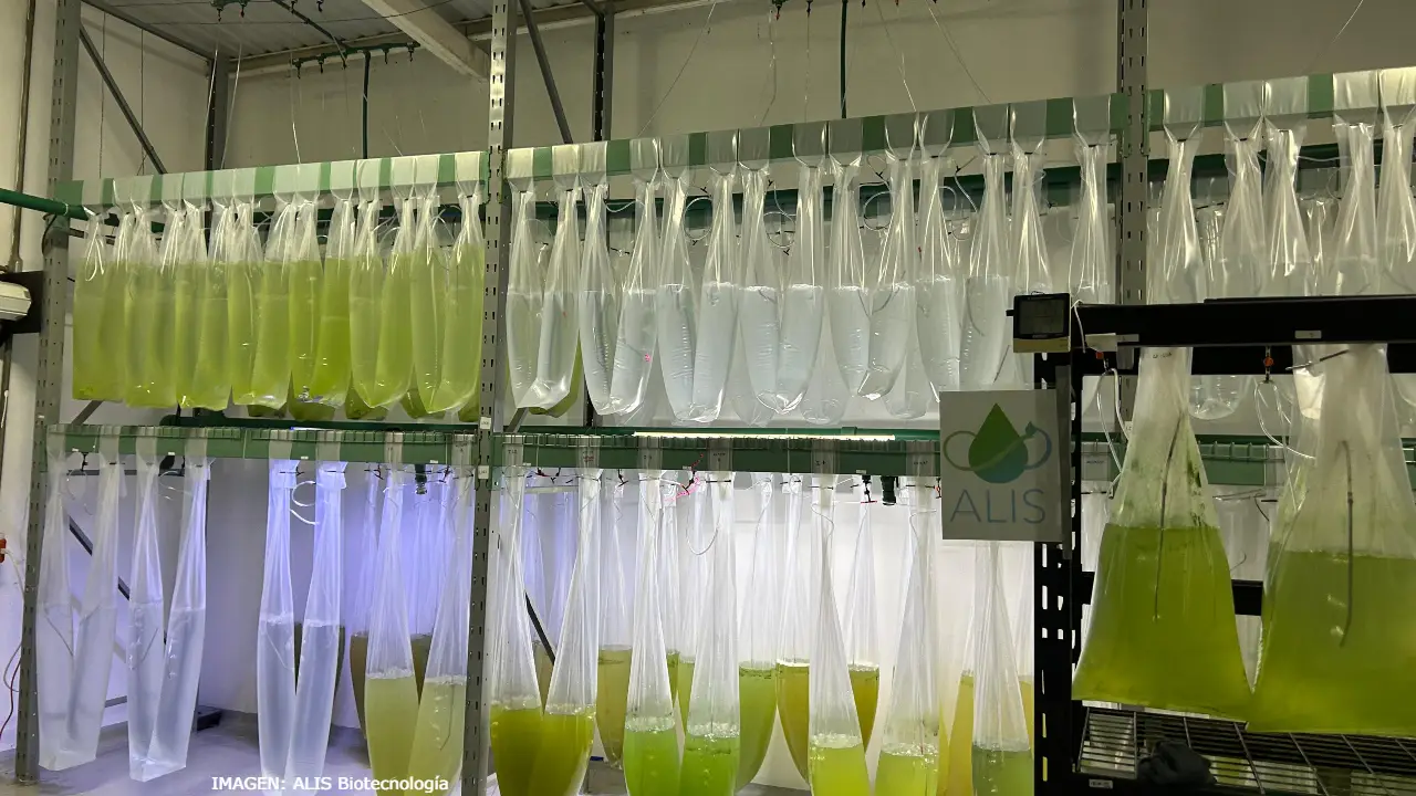 A medida que aumenta la demanda de soluciones para el tratamiento de aguas residuales industriales, ALIS Biotecnología busca posicionar su tecnología de microalgas como una opción escalable para las industrias que buscan cumplir metas ambientales y optimizar el uso del agua.
