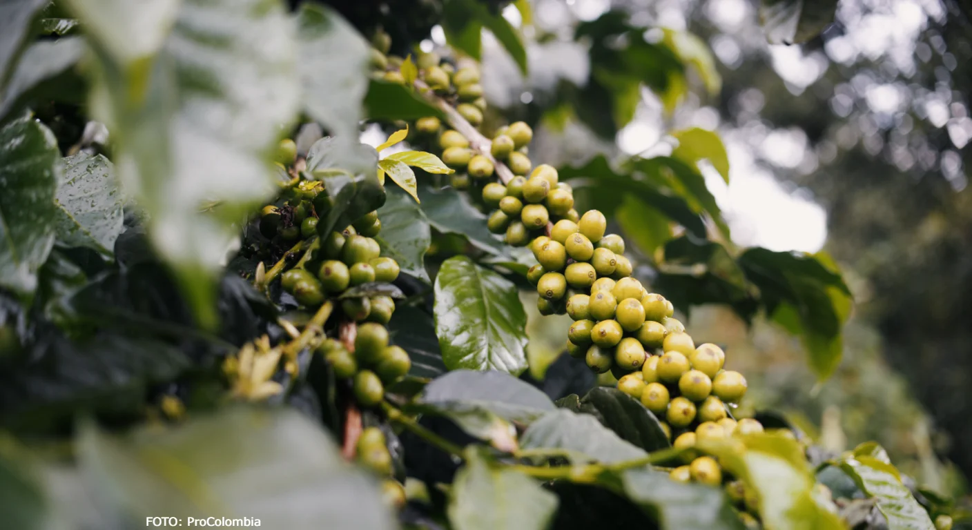 Mentras empresas mexicanas invierten en sectores como cemento, construcción y otros sectores, las colombianas exportan a México productos como derivados de café y vehículos.