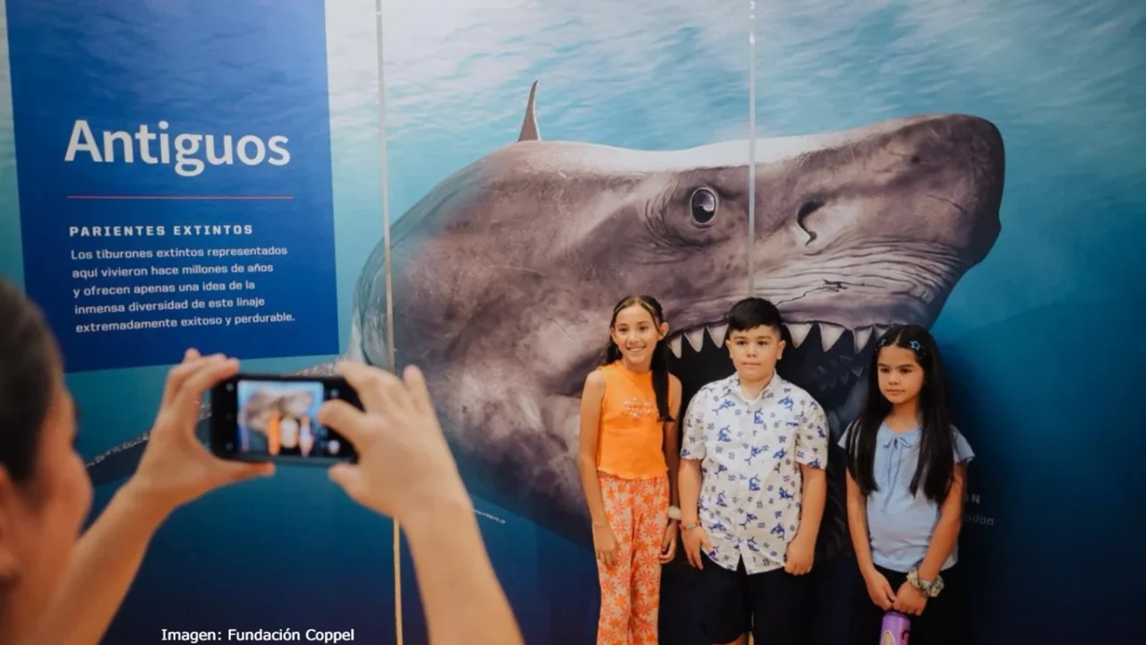 Los mitos y realidades sobre los tiburones llegan a Hermosillo