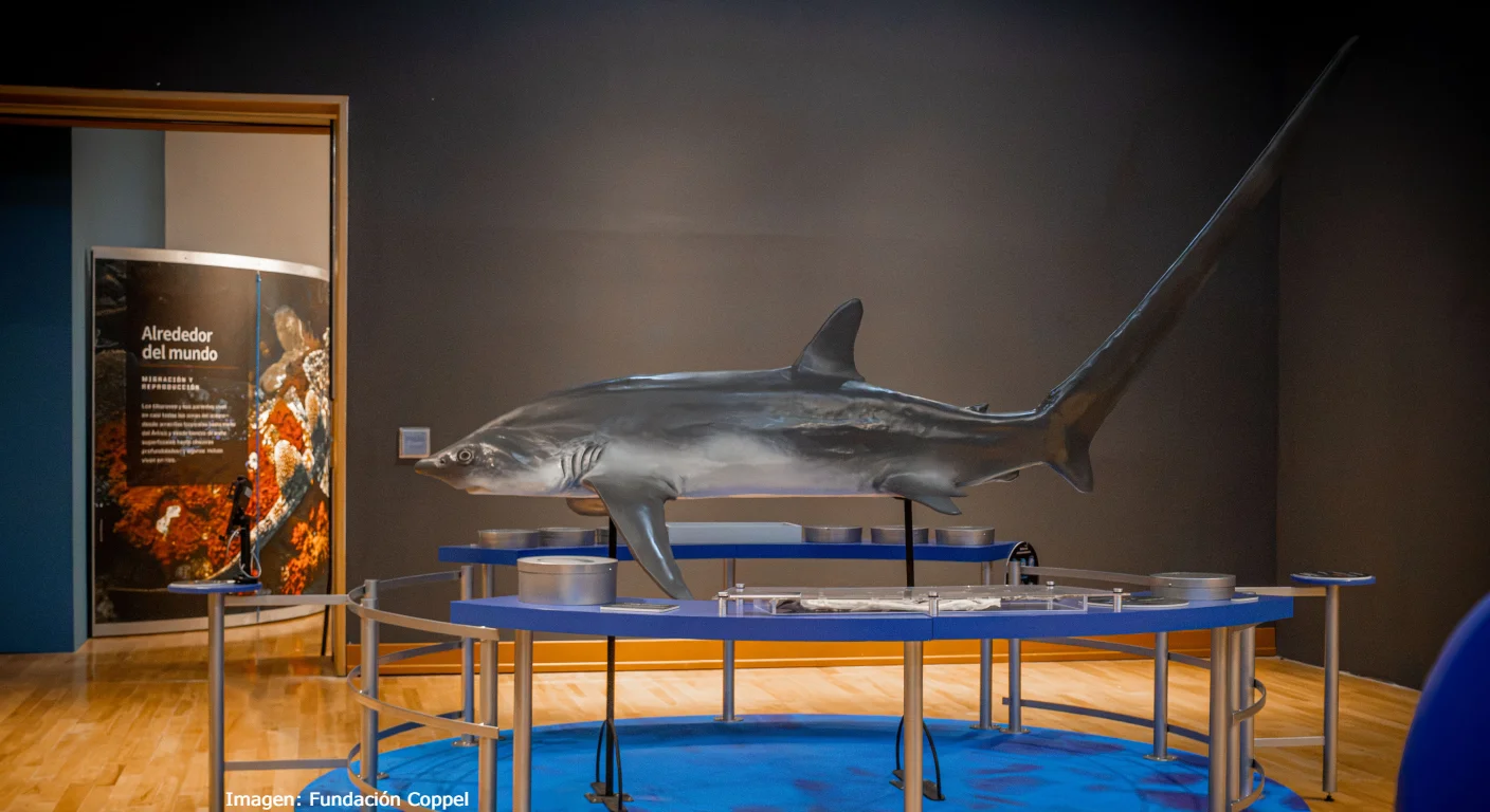 Los mitos y realidades sobre los tiburones están en el Museo de Arte de Sonora (MUSAS).