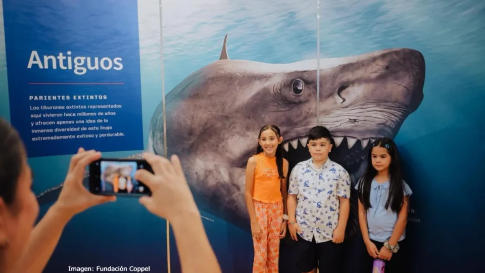 Los mitos y realidades sobre los tiburones llegan a Hermosillo